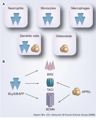 Figure 3. B-lymphocyte stimulator family of cytokines and ligands.(A) Cells producing BLyS and/or APRIL. (B) Relative binding affinities for each receptor–ligand combination are very similar. However, it is important to note that the primary BLyS receptor responsible for regulating pre-immune B-cell homeostasis is BR3.APRIL: A proliferation-inducing ligand; BAFF: B-cell-activating factor; BCMA: B-cell maturation antigen; BLyS: B-lymphocyte stimulator; BR3: B-lymphocyte stimulator receptor 3; TACI: Transmembrane activator 1 and calcium-signaling modulator and cyclophilin ligand-interactor.