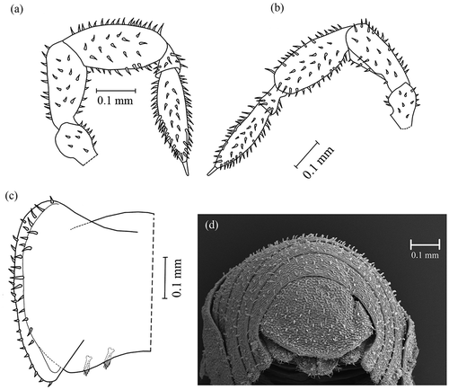 Figure 7. Spelaeoniscus akfadouensis sp. nov. holotype and paratype. (a) Antenna of the male; (b) antenna of the female; (c) epimeron of the first pereionite in ventral view; (d) telson and uropods in frontal view.