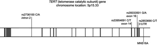 Figure 1 Genomic structure of the human telomerase gene. Exons are marked in gray while intronic regions are in white.