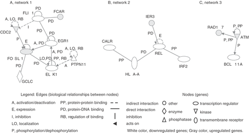 Figure 2. Genetic networks of genes associated with PF treatment. The cells were treated with PF (160 µg/ml, 30 min) and harvested after 3 h incubation. The genes associated with PF were analysed by the Ingenuity Pathway Analysis tool. The network is displayed graphically as nodes (genes) and edges (biological relationships between nodes).