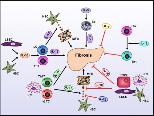 Figure 2 Role of interleukins in development of liver fibrosis.