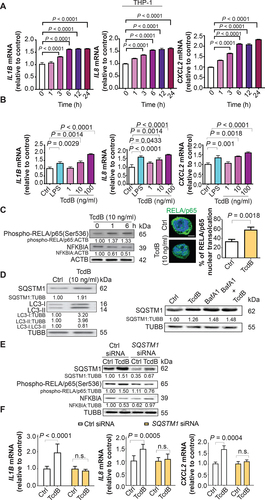 Figure 1. Pro-inflammatory cytokine induction, autophagic flux impairment and NFKB activation by TcdB in human PMA-differentiated THP-1 macrophages. (A) Effects of exposure to TcdB (10 ng/ml) for the indicated time periods on the mRNA levels of IL1B, IL8 and CXCL2 in cultured THP-1 macrophages. (B) Effects of exposure to TcdB at the indicated concentrations for 6 h on the mRNA levels of IL1B, IL8, and CXCL2 in cultured THP-1 macrophages. LPS (100 ng/ml) was used as a positive control. (C) Exposing macrophages to TcdB (10 ng/ml) for 6 h decreased the protein levels of NFKBIA/IKB, enhanced NFKB RELA/p65 phosphorylation at serine 536, and promoted the nuclear translocation of NFKB RELA/p65 (green). Cytoplasmic and nuclear localization of NFKB RELA/p65 were visualized by immunofluorescence. Nuclei (blue) were labeled with DAPI. A total of 50 cells from each group were randomly selected for quantification by the ImageJ software. Scale bar: 5 µm (D) Exposing macrophages to TcdB (10 ng/ml) for 6 h led to increased protein levels of both LC3-II and SQSTM1/p62 (left panel). Exposing macrophages to TcdB (10 ng/ml) in the presence of bafilomycin A1 (200 μM) for 6 h induced no further increase in SQSTM1/p62 protein levels (right panel). (E-F) Knockdown of SQSTM1 with siRNA abolished TcdB (10 ng/ml; 6 h)-induced (E) NFKB RELA/p65 phosphorylation at serine 536 and (F) mRNA expression of IL1B, IL8, and CXCL2. Protein and mRNA levels were quantified by Western blots and RT-qPCR, respectively. Results are expressed as mean ± S.E.M. from three independent experiments.