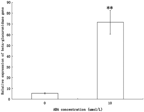 Figure 1. Expression of gus of transgenic Arabidopsis plants expressing AtRab18::gus fuze gene after ABA (10 μmol/L) application was significantly higher than that without ABA application. Asterisk indicate significant differences (Student’s t-test, **p < 0.01) between ABA treatment samples and the controls.
