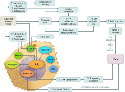 Figure 1 Pathways of androgen and AR in the pathogenesis of NASH, cirrhosis, and hepatocellular carcinoma.