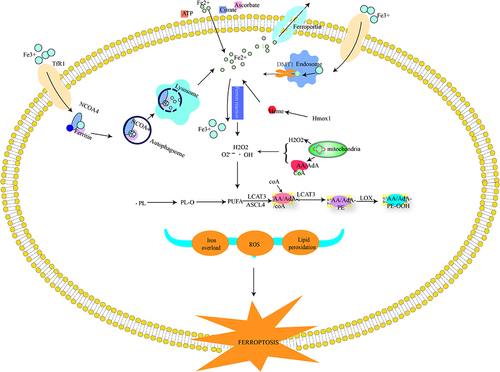 Figure 1 The characteristics of ferroptosis. Iron overload, lipid peroxidation, and redox imbalance are the hallmark conditions orchestrating ferroptosis. Extracellular iron is introduced into the cell in two different ways. First, Fe3+ carried by transferrin binds TfR anchored in the cytoplasm, where it can be stored in the form of ferritin that releases free iron via a process called ferritinophagy. NCOA4 is a cargo receptor for the disintegration of ferritin to liberate the free iron. Upon entry into cells, it converts to ferrous iron in the endosome and moves to the cytoplasm through several transport systems, such as DMT1. In the second process, Fe2+ diffuses into the cell through binding with low-molecular-weight complexes, including ATP, citrate, ascorbate, and the like. Fe2+ is mainly stored in the endosome, while the redundant iron is exported by ferroportin. Intracellular ferrous iron can be converted into Fe3+ along with the generation of ROS via the Fenton reaction, such as superoxide anion, hydrogen peroxide, and even hydroxyl radicals, with the outcome of H2O2 and Fe-S being released from mitochondria. The ROS produced by the Fenton reaction participates in PL-O formation from PUFA. LOX and ROS serve as catalysts for the peroxidation of PUFA. First, ACSL4 drives the binding of free AA/AdA with CoA to form AA/AdA-CoA derivatives, followed by the biosynthesis of AA/AdA-CoA and membrane PE mediated by LPCAT3 to build up AA/AdA-PE. Finally, LOX directs the peroxidation of AA/AdA-PE to yield AA/AdA-PE-OOH, accelerating ferroptosis.