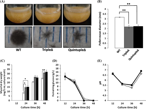 Fig. 1. Phenotypes of Aspergillus oryzae agsAΔagsBΔagsCΔ triple mutant (tripleΔ) and agsAΔagsBΔagsCΔamyDΔamyGΔ quintuple mutant (quintupleΔ) under liquid culture conditions.