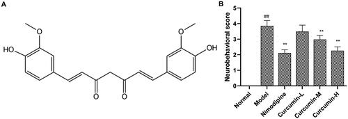 Figure 1. Effect of curcumin on neurobehavioural scores. (A) Chemical structure of curcumin. (B) Analysis of neurobehavioural scores. The neurobehavioural scores were evaluated based on a five-point scale. Compared with the normal, ##p < 0.01; compared with the model, **p < 0.01.