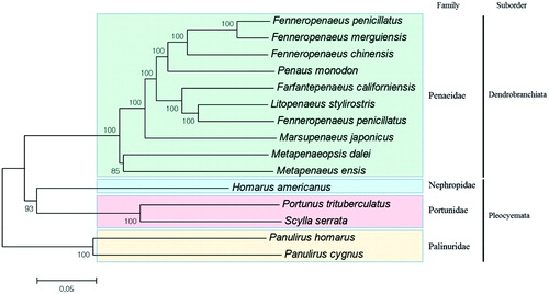 Figure 1. Phylogenetic tree of mitochondrial genomes from six species belonging to Palinuridae with other decapod crustaceans. Phylogenetic tree was constructed using molecular evolutionary genetics analysis ver. 6.0 (MEGA6, MEGA Inc., Englewood, NJ) program with the minimum evolution algorithm. The evolutionary distances were computed using the Kimura 2-parameter method. Total mitochondrial genome sequences used for the analysis include 10 from Penaeidae (Fenneropenaeus penicillatus; NC_026885, Fenneropenaeus merguiensis; NC_026884, Metapenaeus ensis; NC_026834, Marsupenaeus japonicus; NC_007010, Litopenaeus stylirostris; NC_012060, Litopenaeus vannamei; NC_009626, Fenneropenaeus chinensis; NC_009679, Farfantepenaeus californiensis; NC_012738, Penaeus monodon; NC_02184 and Metapenaeopsis dalei; KU050082), two from Portunidae (Portunus trituberculatus; NC_005037, Scylla serrata; HM590866), two from Palinuridae (Panulirus homarus; NC_016015, Panulirus Cygnus; NC_028024) and one from Nephropidae (Homarus americanus; NC_015607).
