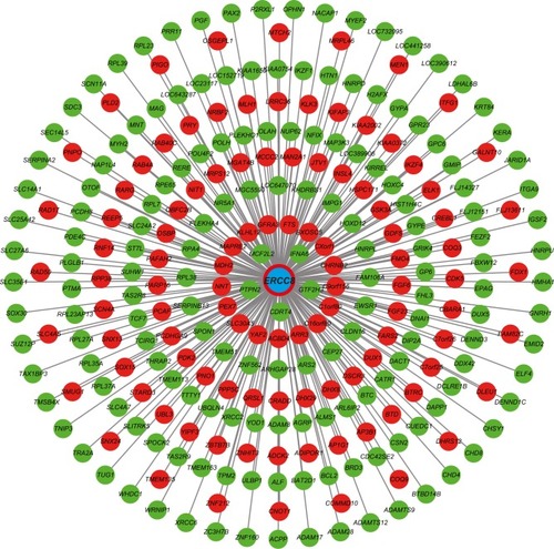 Figure 9 Coexpression genes of ERCC8 in HBV-related HCC. Figure 10 GO term enrichments of coexpression genes of ERCC8 in HBV-related HCC.Abbreviations: ERCC, excision repair cross-complementation; GO, Gene Ontology; HBV, hepatitis B virus; HCC, hepatocellular carcinoma.Display full sizeNotes: The green nodes represent negative correlation with ERCC8, and the red nodes represent positive correlation with ERCC8.Abbreviations: ERCC, excision repair cross-complementation; HBV, hepatitis B virus; HCC, hepatocellular carcinoma.