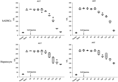 Figure 7. AST and ALT detection after injury and transplantation. ALT and AST were significantly increase after acute liver injury through serological testing by ELISA, the concentrate of ALT and AST were significantly decrease after injected ADSCs 8 days, but the hepatocyte group were observed changes after 12 days. Three weeks later, the concentrate of ALT and AST of ADSCs-treated mice reduced to a normal level (<50 U/L). In contrast, the ALT and AST concentrate of the injected hepatocyte mice was still above 100 U/L, and these mice could survive for nearly 4 weeks. These results showed that the ADSCs or ADSCs-derived hepatocyte, when injected into the vein, could improve liver function repair and functionally rescue the CCL4-treated mice with liver injury, but the ADSCs transplantation was better than ADSCs-derived hepatocyte transplantation.