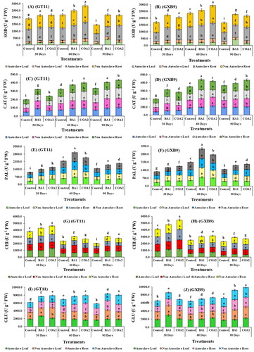 Figure 7. Enzyme estimation in leaf and root tissues of two sugarcane cultivars GT11 and GXB9 inoculated with K. radicincitans (BA1) and S. maltophilia (COA2). (A) Superoxide dismutase, (B) Catalase, (C) Phenylalanine ammonia-lyase, (D) Chitinase, and (E) β-1-3-glucanase. All data points are the mean ± SE (n = 3). Different letters above the bar show a significant difference at p < 0.05.