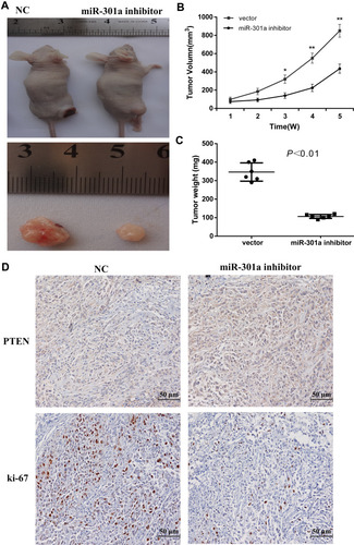 Figure 4 Knockdown of miR-301a inhibits tumor growth of RCC cell xenografts in vivo. (A) Representative photograph of 786–0 tumor formation in nude mice. (B) Tumor growth curves of 786–0 cells in nude mice. (C) Each tumor formed by 786–0 cells was weighed. (D) Immunohistochemical analysis of PTEN and Ki-67 in the xenografts of 786–0 cells. The tumors were monitored regularly for 5 weeks (B) and excised at the end of the experiment for weighing (C) and Immunohistochemical staining (D). Each data point represents the mean±SD of six independent xenografts. *P≤0.05; **P≤0.01.