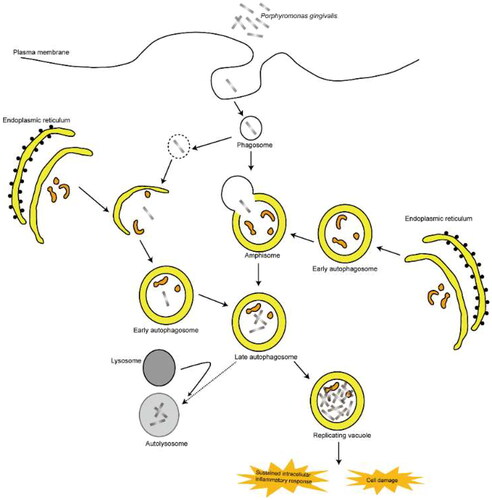 Figure 6. Porphyromonas gingivalis infection Alters autophagy-lysosomal system accelerating the development of NAFLD.