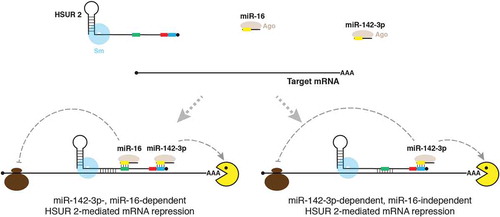 Figure 2. Model of HSUR 2 function. HSUR 2 base-pairs with a target mRNA and miRNAs miR-142-3p and miR-16 to recruit Ago proteins to the target mRNA, resulting in repression of the target mRNA. HSUR 2 could use sequences that do not involve the binding sites for miR-142-3p (blue box) and miR-16 (green box) to base-pair with the target mRNA, which would result in miR-142-3p- and miR-16-dependent mRNA repression. Alternatively, HSUR 2 could employ sequences that involve the miR-16 binding site to base-pair with the target mRNA, which would result in miR-142-3p- dependent, miR-16-independent, mRNA repression. Red box represents ARE-like sequence.