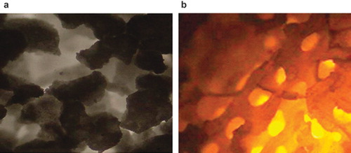 Figure 2. Structure of specimen under invert microscope: (a) Nano-HA artificial bone; (b) Normal HA artificial bone. (×400).