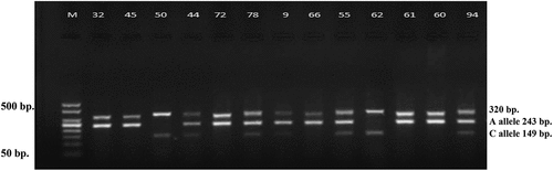 Figure 2. Agarose gel electrophoresis of the tetra primer-ARMS PCR for genotyping rs699947 SNP (75 V for 60 min, M: DNA marker 50–500 bp, 2% Agarose).