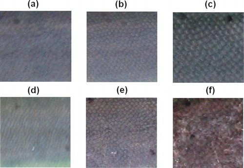 Figure 2. Images showing the blue/sky-blue hue on the back skin of the BB and the NBB individuals of rainbow trout during juvenile development. (a), (b), and (c) images of the same BB juvenile; (d), (e), and (f) images of the same NBB juvenile. The images were obtained at 282 dpf (a and d); 344 dpf (b and e); and 447 dpf (c and f). The blue/sky-blue hue was constant throughout the different stages in the BB juvenile. In contrast, in the NBB juvenile, this color experienced a significant fading in the final stage.