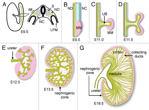 Figure 1 Schematic diagram of development of the renal collecting duct system. (A) Diagram illustrating location of intermediate mesoderm (IM), including the nephric duct (ND) and nephrogenic cord (NC) in the mouse embryo. S, somite; LPM, lateral plate mesoderm. (B) Formation of metanephric mesenchyme (MM). (C) Outgrowth of ureteric bud (UB). (D) First branching of the UB. (E and F) Continued UB branching and formation of the nephrogenic zone (dark pink). (G) Elongation of collecting ducts to form the medulla. Modified from reference Citation13.