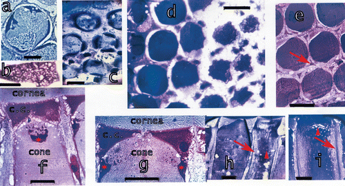 Figure 5. a, A section through a cone in the eye of a large L. maculata with the four enforcements, bar: 25 µm. b, A piece of the cone enveloping network membrane in a tangential section of a cone, bar: 25 µm. c, Section through cones from a small L. m. with the four enforcements in each cone, bar: 10 µm. d, Section through cones, from cornea (left) towards the retina. Proximal cones are multiply folded. Cones are surrounded by the myofibril containing ‘veils’, bar: 100 µm. e, Section through cones and the surrounding veils containing six groups of myofibrils (arrow) around each cone, bar: 100 µm. f, Section parallel to the optical axis through a cone and the veils attached to the cornea. Star: one of the four inserted enforcements. Bar: 50 µm. g, Same as f but a section near the optical axis. Stars: two inserted enforcements. Bar: 50 µm. h–i, Cones and veils in longitudinal sections showing also the network of the cone enveloping membrane (triangles). Arrows indicate the myofibrils. Bars: 50 µm.