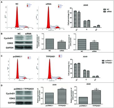 Figure 4. TFPI2AS1 knockdown or overexpression modulates the G1/S transition in A549 cells. A549 cells were transfected with siRNA or pcDNA3.1/TFPI2AS1-full for 48 h. The population of cells at the G1, S and G2/M phase was detected by flow cytometry (A and C). The levels of CyclinD1 and CDK2 were detected by Western blotting assay (B and D). GAPDH protein was used as endogenous normalize. *P < 0.05 vs control group. Data are expressed as the mean ± SD of the experiments performed in triplicate.