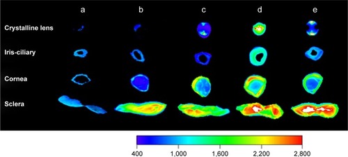 Figure 8 Ex vivo fluorescence imaging of rabbit ocular tissues from rabbit treated with FITC: blank (a), FITC-LDH (b), CG-GS-FITC-LDH (1:0.5)-50 (c), CG-GS-FITC-LDH (1:1)-50 (d) and physical mixture of CG-GS and FITC solution (e).Abbreviations: CG-GS, chitosan-glutathione-glycylsarcosine; FITC, fluorescein isothiocyanate Isomer I; LDH, layered double hydroxides.