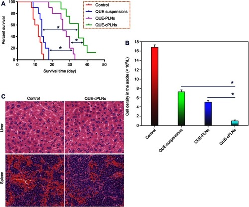 Figure 7 In vivo antileukemic effects of QUE suspensions, QUE-PLNs and QUE-cPLNs in P388 cells-induced murine asceitic leukemia.Notes: (A) The survival curves of leukemic mice treated with saline (control), QUE suspensions, QUE-PLNs and QUE-cPLNs (n=10), ANOVA, **P<0.01. (B) The cell density in the ascetes of surviving mice after treatment for two weeks, paired t-test, **P<0.01, significantly different compared with each other. (C) The histomorphological changes in the liver and spleen after treatment with saline and QUE-cPLNs.