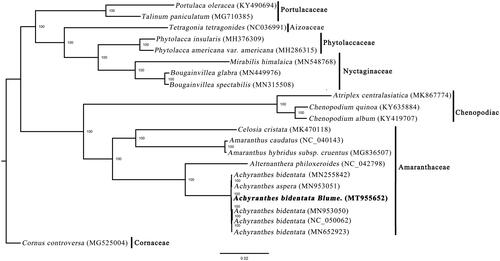 Figure 1. Phylogenetic relationships of Lamiales inferred based on whole chloroplast genome sequences. Number above each node indicates the ML bootstrap support values.