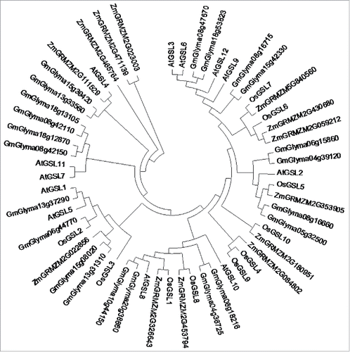 Figure 1. Phylogenetic analysis of glucan synthase-like genes (GSLs) in Oryza sativa, Zea mays, Arabidopsis thaliana, and Glycine max. The composite tree was produced using Clustalx1.83 and Mega5.0 by aligning deduced GSL amino acid sequences.