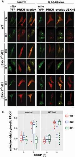 Figure 11. Ectopic expression of the mitochondrial VCP cofactor UBXN6 promotes PRKN translocation in cells lacking UBXN1. (A) HeLa cells (WT) and cells of HeLa UBXN1-/- clone 22 (#22) and clone 71 (#71) were transfected with expression plasmids for FLAG-UBXN6 or control vector, mitoYFP and mCherry-PRKN, treated with 25 µM CCCP for 8 h, fixed, stained using rabbit anti-FLAG antibodies and imaged by confocal microscopy. Shown are representative images from two independent experiments. The overlay panel displays mitoYFP and mCherry-PRKN. Scale bar: 20 µm. (B) Distribution of mitoYPF and mCherry-PRKN staining was measured by line drawing. Shown are boxplots of Pearson’s correlations of two independent experiments with 18 to 33 cells per condition. Statistical significance was assessed by unbalanced two-way ANOVA with Student’s t-test applying “fdr” correction to account for multiple testing.