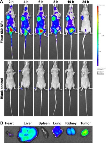 Figure 3 In vivo imaging of Fluor 680-labeled NPPA-PTX@PEG NPs in MDA-MB-231 tumor-bearing mice.Notes: (A) In vivo whole-body imaging of MDA-MB-231 tumor-bearing mice after Fluor 680-labeled NPPA-PTX@PEG NPs administration at 2, 4, 6, 8, 10, and 24 hours, respectively. (B) The ex vivo optical images of tumors and organs of MDA-MB-231 tumor-bearing mice sacrificed at 24 hours after Fluor 680-labeled NPPA-PTX@PEG NPs administration.Abbreviations: NPPA-PTX@PEG NPs, NPPA-PTX nanoparticles prepared by NPPA-PTX and DSPE-PEG (NPPA-PTX:DSPE-PEG =1:0.1, w/w); NPs, nanoparticles.