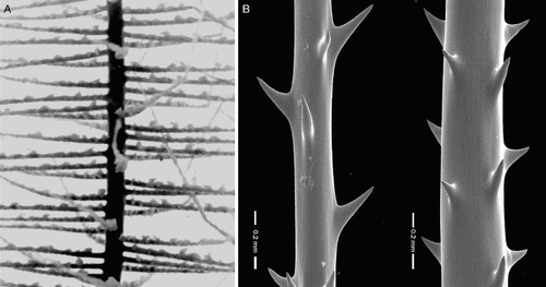 Figure 12 Parantipathes helicosticha Opresko, holotype, SAM H 903 (schizoholotype USNM 99401/SEM stub 100). A, Close-up view of pinnules; B, spines on pinnules.