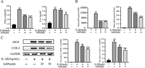 Figure 5 Effects of SeNPs on the expression of NO, iNOS, COX2, and IL-6 in mouse chondrocytes induced by IL-1β. (A) The production of IL-6 was measured by ELISA and NO was detected by Griess. (B) The mRNA expression levels of iNOS and COX-2 were measured by Rt-qPCR. (C) The protein expression of iNOS and COX‐2 assessed by Western blot and quantification analysis. All data are presented as mean ± standard deviation (n=3). ##P < 0.0001 vs compared with the control group; *P < 0.05 vs compared with IL‐1β group; **P < 0.01 compared with IL‐1β group; ***P < 0.001 vs compared with IL‐1β group.