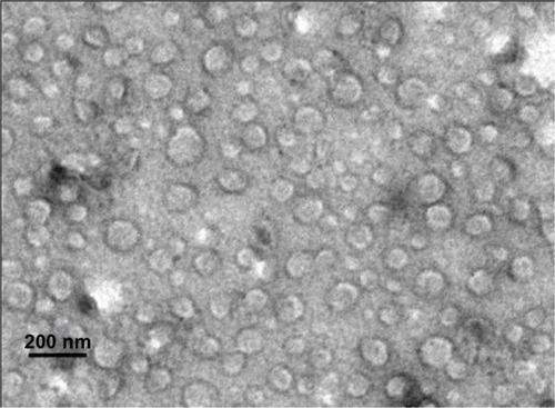 Figure 6 Transmission electron microscopy of optimized nanostructured lipid carriers loaded with both oleanolic acid and gentiopicrin showing spherical morphology (×87,000).