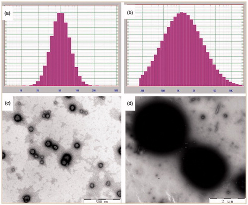 Figure 3. Particle size and TEM images of GA–BSA nanoparticles (a, c) and microparticles (b, d), scale bar was 500 nm for (c) and 2 μm for (d), respectively.