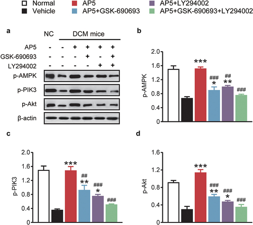 Figure 7. Chronic effects of AP5 treatment on the AMPK/PI3K/Akt signaling pathway-related proteins. (a) Western blotting image and the analysis of the expressions of (b) p-AMPK, (c) p-PIK3 and (d) p-Akt. *P < 0.05, **P < 0.02, ***P < 0.001 vs. saline-treated model group. #P < 0.05, ##P < 0.02, ###P < 0.001 vs. AP5 alone-treated model group. Results are shown as means ± SD (n = 3 each group).
