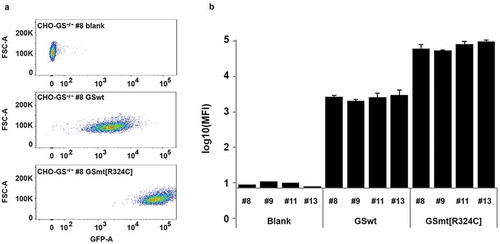 Figure 2. Evaluation of GS R324C as a selection marker for the generation of GFP-expressing stable cells. (a) Comparison of GSwt with congenital mutant R324C on the generation of stable GFP expressing CHO cells. GFP-IRES-GS and GFP-IRES-GS R324C constructs were transfected into GS−/- CHO cells – clones #8, #9, #11, and #13. The GS gene in these clones was previously knocked out with targeted zinc-finger nucleases (data not shown). The resulting stable pools were analyzed for GFP expression using FACSAriaIII. Representative area dot blots for GFP fluorescence vs FSC are shown. (b) GFP mean fluorescence intensity (MFI) is expressed as a mean of biological replicates (n = 2–3 + SD).