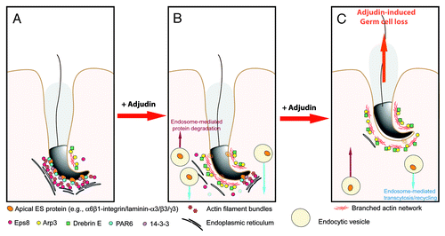 Figure 3. A hypothetical model that summarizes the mechanism by which adjudin induces spermatid loss from the seminiferous epithelium of adult rat testes. In a normal rat testis (A), apical ES adhesion is maintained by the apical ES adhesion protein complexes (e.g., α6β1-integrin-laminin-α3β3γ3, N-cadherin-β-catenin, nectin-2/3-afadin) using the highly organized actin filament bundles for attachment. The actin filament bundles at the apical ES are maintained by the Eps8, PAR6 and 14–3-3. However, following exposure of rats to adjudin, this drug disrupts the highly restricted temporal and spatial expression of Eps8, Arp3, drebrin E, PAR6 and 14–3-3 in the seminiferous epithelium as detailed in the text. In short, Eps8 considerably diminishes at the apical ES with a concomitant mis-localization and truncation of Arp3, the actin filament bundles thus become disrupted and replaced with actin branched network. At the same time, PAR6 and 14–3-3 also become diminished, accelerating endocytic vesicle-mediated internalization of integral membrane proteins (e.g, integrins, cadherins, nectins), thereby destabilizing the apical ES (B), which eventually leads to premature loss of spermatid from the epithelium, mimicking spermiation as shown in (C).