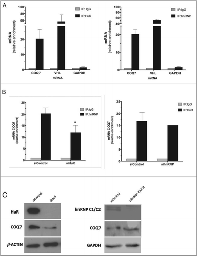 Figure 3. HuR silencing, but not hnRNP C1/C2, reduces COQ7 expression. (A) After IP of RNA-protein complexes from HeLa cell lysates using anti-HuR, anti-hnRNP C1/C2 or control IgG antibodies, RNA was isolated and used in RT reactions. Fold differences in transcript abundance in HuR and in hnRNP C1/C2 IP samples compared with IgG IP samples were measured by RT-qPCR analysis. VHL mRNA and GAPDH mRNA were measured in the IP samples as positive and loading controls, respectively. (B) IP reactions using anti-hnRNP or anti-HuR antibodies were carried out using lysates from cells expressing normal or reduced (silenced) HuR or hnRNP, respectively, and COQ7 mRNA was quantified by RT-qPCR reactions. Data represent the means ±SD from 3 independent experiments. siRNA control vs. siRNA HuR. *P< 0.05. (C) The expression of HuR, hnRNP C1/C2, COQ7, and loading controls β-ACTIN and GAPDH, after silencing of HuR or hnRNP C1/C2, were monitored by western blot analysis.