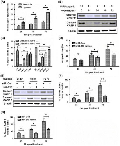 Fig. 5. microRNA-210 mimics ameliorates the hypoxia-induced apoptosis in MG-63 cells.Notes: (A) Hypoxia-induced apoptosis in MG-63 cells. Cells were treated with 5 μg/mL 5-FU under normoxia or hypoxia condition for 24, 48, or 72 h, then the apoptotic cells were counted by a FACScan flow cytometer. (B) Western blot assay of cleaved CASP 9 and cleaved CASP 3 expression induced by hypoxia. (C) Relative cleaved CASP 9 or cleaved CASP 3 expression as percentage to β-actin. (D) microRNA-210 mimics transfection reduced the hypoxia-induced apoptotic cells. (E–G) microRNA-210 mimics transfection inhibited activated CASP 3 and CASP 9 in MG-63 cells. Cells were transfected with 50 nM microRNA-210 mimics, and were treated with 5 μg/mL 5-FU, under hypoxia condition for 24, 48, or 72 h, then the apoptotic cells were counted by a FACScan flow cytometer; the levels of cleaved CASP 3 and cleaved CASP 9 were determined by Western blot assay. All results were the average of triple experiments. Statistical significance was shown as ns: no significance, *p < 0.05, **p < 0.01, ns: no significance.