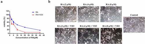 Figure 1. Cell viability of the HeLa cells. (a) Following treatment with RA (2.5, 5, 10, 20 and 40 μM/L) and RA combined with 100 nM/L VD3 for 48 h, the viability of HeLa cells was determined using MTT assay. Data was presented as mean ± SD of three independent experiments. P < 0.01 versus the control groups (0 μM/L RA and 0 μM/L VD3). (b) HeLa cells under microscope. HeLa cells were cultured for 48 h with different concentrations of RA (2, 4 and 8 μM/L) and RA combined with 100 nM/L VD3. The morphological changes were investigated under microscope. (×100). RA: Raddeanin A; RA+VD3: Raddeanin A combined with 100 nM/L VD3.