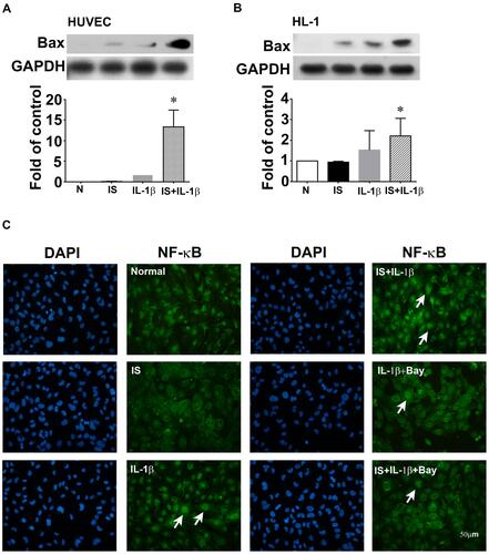 Figure 6 Effect of indoxyl sulfate (IS) on IL-1β-induced apoptotic protein and NF-κB expression in human umbilical vein endothelial cells (HUVECs) and HL-1 cardiomyocytes. (A and B) HUVECs and HL-1 cells were incubated for 24 h with or without indoxyl sulfate (0.2 mM), and then with 0.2 ng/mL of IL-1β for 4 h in the continued presence of the same concentration of indoxyl sulfate, and Bax expression was measured in cell lysates by Western blotting. GAPDH was used as the loading control. (C) Subcellular distribution of NF-κB p65 in HL-1 shown by immunofluorescence microscopy. Scale bar = 50 μm. n = 3–5 per group; the data are expressed as mean ± SEM, *p < 0.05 vs the IL-1β group.