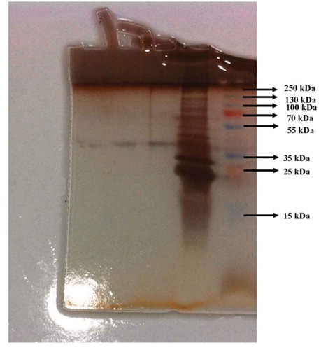 Figure 4. 1st, 2nd and 3rd bands are phytase enzyme on SDS-PAGE. The bands are the ammonium sulphate precipitation of the phytase enzyme solution and standard proteins in 5th and 6th well, respectively. The electrophoresis method was carried out according to the Laemmli’s procedure.