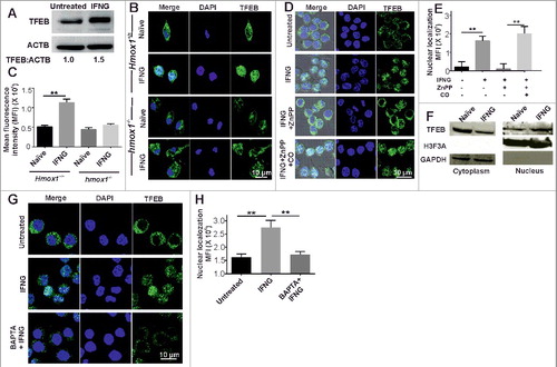 Figure 7. The IFNG-HMOX1-Ca2+ signaling axis regulates the expression and nuclear translocation of TFEB. (A) RAW 264.7 macrophages were exposed to IFNG and then subjected to western blotting analysis of TFEB. Densitometric analysis in terms of the fold change of LC3-II relative to ACTB is shown below the blot. (B) Peritoneal macrophages were isolated from the Hmox1+/+ and hmox1−/− mice, exposed to IFNG, and the endogenous TFEB was stained using antibody and observed under the confocal microscope. (C) The percentage of nuclear localization was determined using ImageJ software. (D) RAW 264.7 macrophages were treated with ZnPP (5 μM), exogenous CO (20 μM) and IFNG, as described previously, and endogenous TFEB was stained and observed under a confocal microscope. (E) The percentage of nuclear localization was determined using ImageJ software. (F) IFNG-activated macrophages were fractionated to isolate the nuclear and cytoplasmic fraction, and the samples were subjected to western blotting. The blots were probed with TFEB, histone H3 and GAPDH antibodies. (G) RAW 264.7 macrophages were activated with IFNG in the presence of BAPTA-AM, and the localization of endogenous TFEB was studied with the help of confocal microscopy. The percentage of nuclear localization was determined using ImageJ software (H). Data in panel C, E and H represent the mean±SEM from 3 independent experiments. Statistical significance was determined using the Student t test where ** indicates a P value < 0.01.