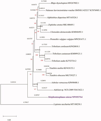 Figure 1. Maximum-likelihood phylogenetic tree of Morphostenophanes sinicus and 14 other species of Insecta based on 13 protein-coding regions of their mitogenomes.