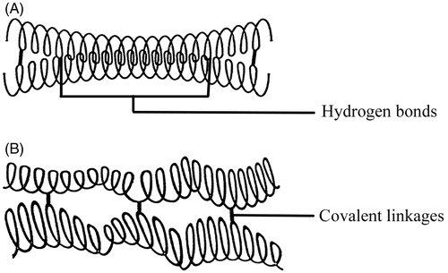 Figure 3. Schematic representation of the covalent and hydrogen bonding stabilization of CLA (Dumoulin et al., Citation1998). (A) CLA with low-moderate cld and (B) CLA with high cld. Reprinted from Carbohydrate Polymers, Vol. 37, Y. Dumoulin, Alex S, Szabo P, Cross-linked amylose as matrix for drug controlled release. X-ray and FT-IR structural analysis, pp. 361–370, Copyright (1998), with permission from Elsevier.