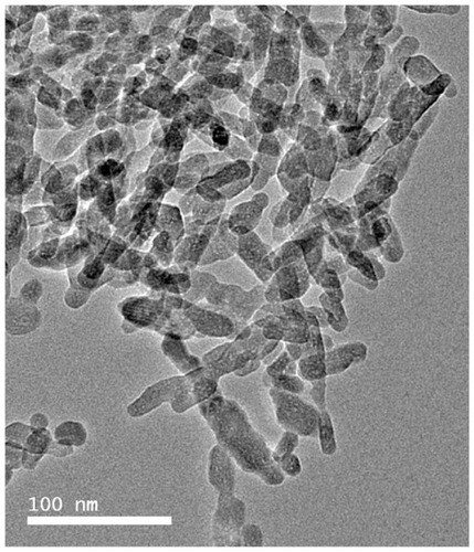 Figure 1 Transmission electron microscopic image of nano calcium-deficient hydroxyapatite.