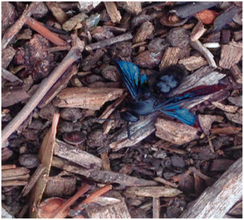 Figure 3. Blue-winged Flower Wasp. Source: Author’s photo.