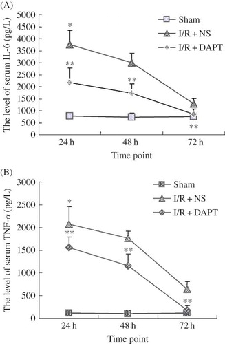 Figure 6. The effect of DAPT on the serum IL-6 and TNF-α level. (A) the level of IL-6, (B) the level of TNF-α. Values are presented as mean ± SEM, *p < 0.05 versus sham at the same time point. **p < 0.05 versus I/R + NS, at the same time point.