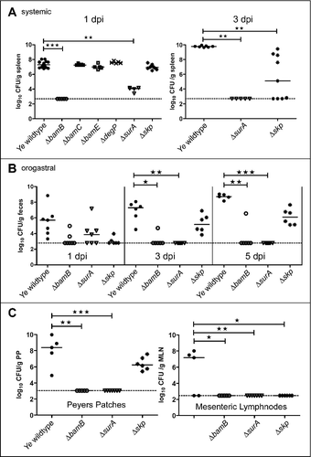 Figure 6. Impact of single gene knockouts on virulence of Ye. (A left panel) C57BL/6 wildtype mice were infected intravenously with Ye wildtype and the different mutant strains. Bacterial burden in the spleen was determined one day post infection. (A right panel) C57BL/6 wt mice were infected intravenously with Ye wildtype, ΔsurA and Δskp mutant strains. Bacterial burden in the spleen was determined three days post infection. (B) Balb/C mice were infected orally with Ye wildtype, ΔbamB, ΔsurA and Δskp mutant strains. Bacterial burden in feces was determined one, three and five days post infection. (C) At five days post infection the bacterial burden in peyer´s patches and mesenteric lymph nodes was also determined. The p value for the comparison of wildtype and mutant strains was determined by one-way ANOVA (p < 0.0001). Multiple comparisons were performed by one-way ANOVA with a Kruskal Wallis test and Dunn´s multiple comparisons test and the p value is indicated with asterisks. The horizontal lines denote the mean, the error bars the SD. * p≤ 0.05, ** p ≤ 0.01, *** p ≤ 0.001, n = 5–17.