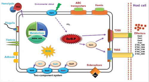 Figure 8. Schematic overview of the regulatory roles of TCS EsrA-EsrB in E. piscicida. The virulence master regulator EsrB can modulate the expression of genes associated with various processes during infection. In particular, unknown signals from the intracellular environment trigger a phosphorylation relay from EsrA to EsrB, which then directly or indirectly activates T3SS, T6SS and cognate effector translocation into the host cells. EsrB-activated processes are depicted in red; those inhibited by EsrB are shown in blue.
